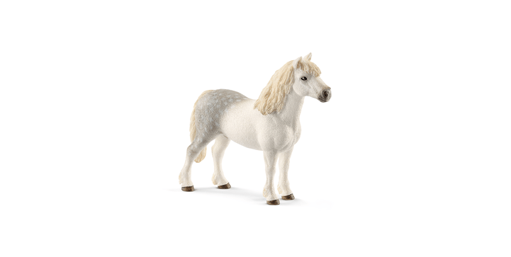 13871 Welsh-Pony Hengst