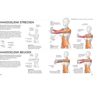 Stretching - Die Anatomie verstehen