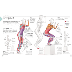 Lauftraining – Die Anatomie verstehen