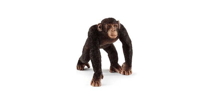 14817 Schimpanse Männchen