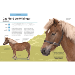 Pferde und Ponys