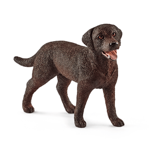 13834 Labrador Retriever Hündin