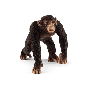 14817 Schimpanse Männchen