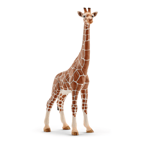 14750 Giraffenkuh