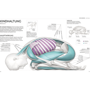 Yoga verstehen - Die Anatomie der Yoga-Haltungen